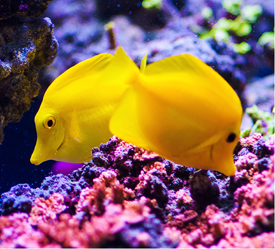 Aqueon Tips Experts Lifestyle 1