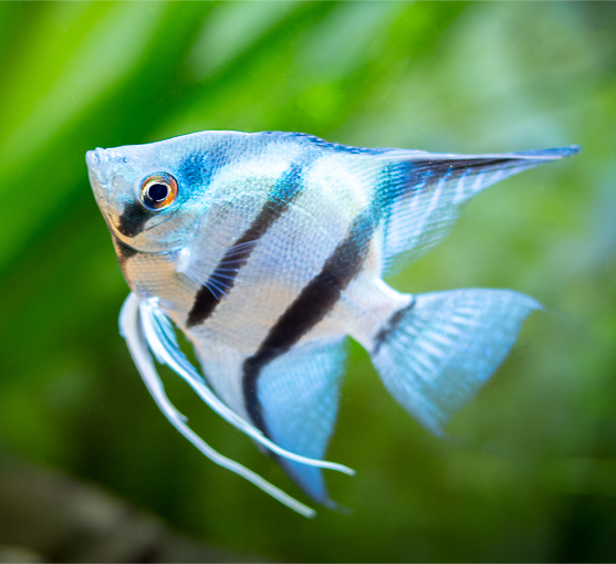 Aqueon Tips Experts Lifestyle 2