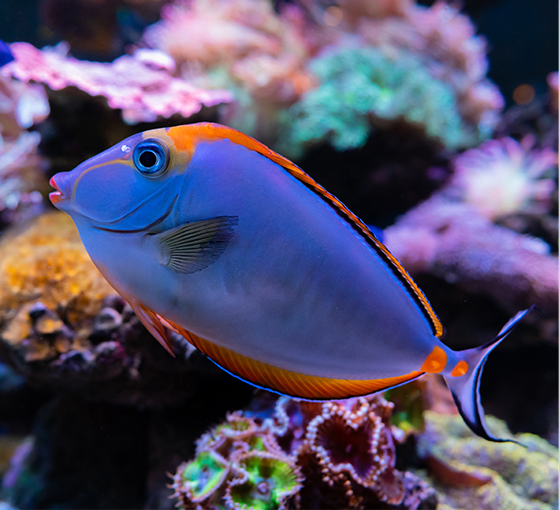 Aqueon Tips Experts Lifestyle 3