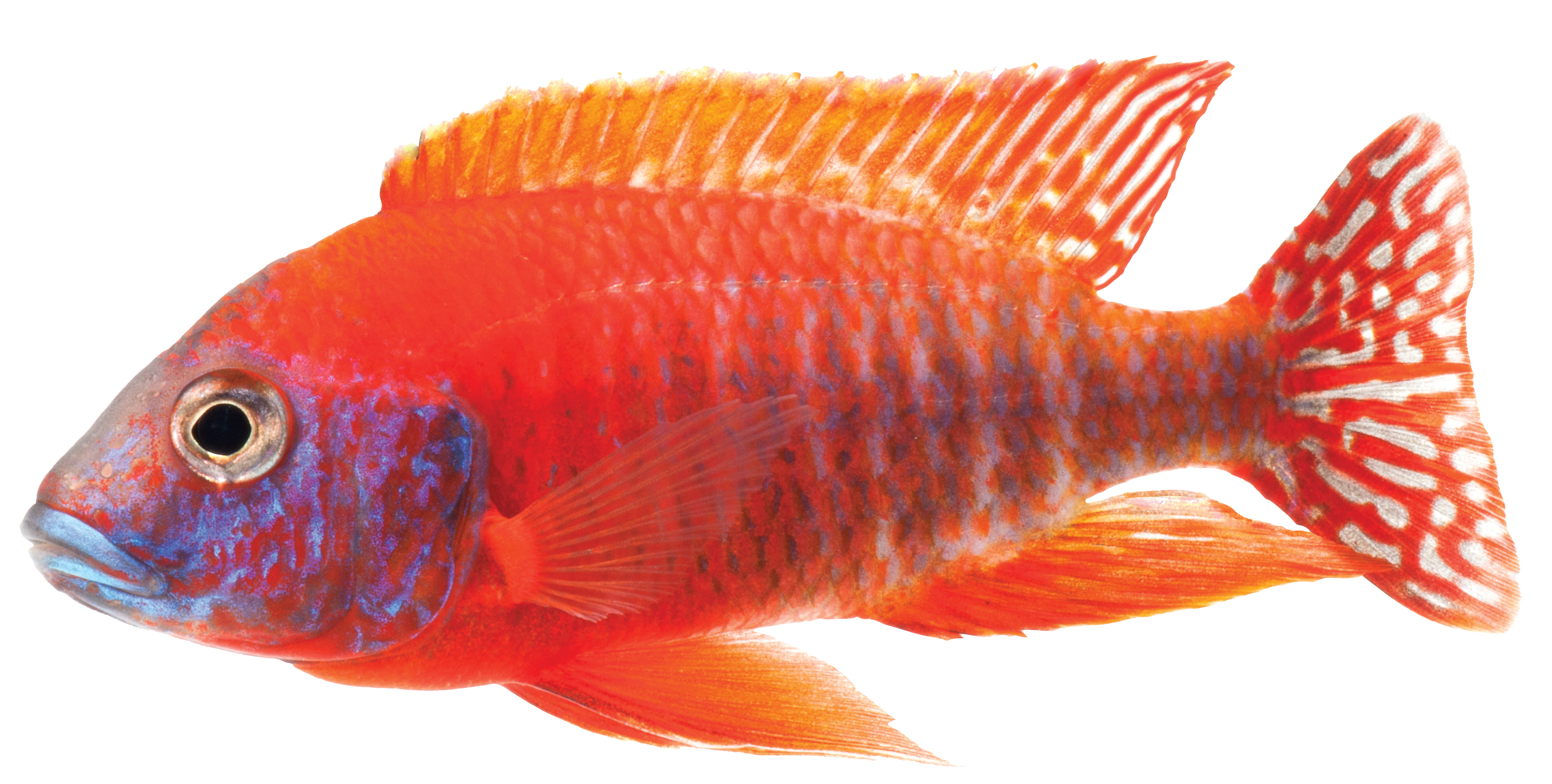 Cichlid Peacock Fish