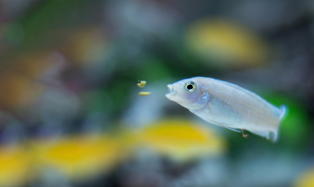 How to Choose the Right Fish Food