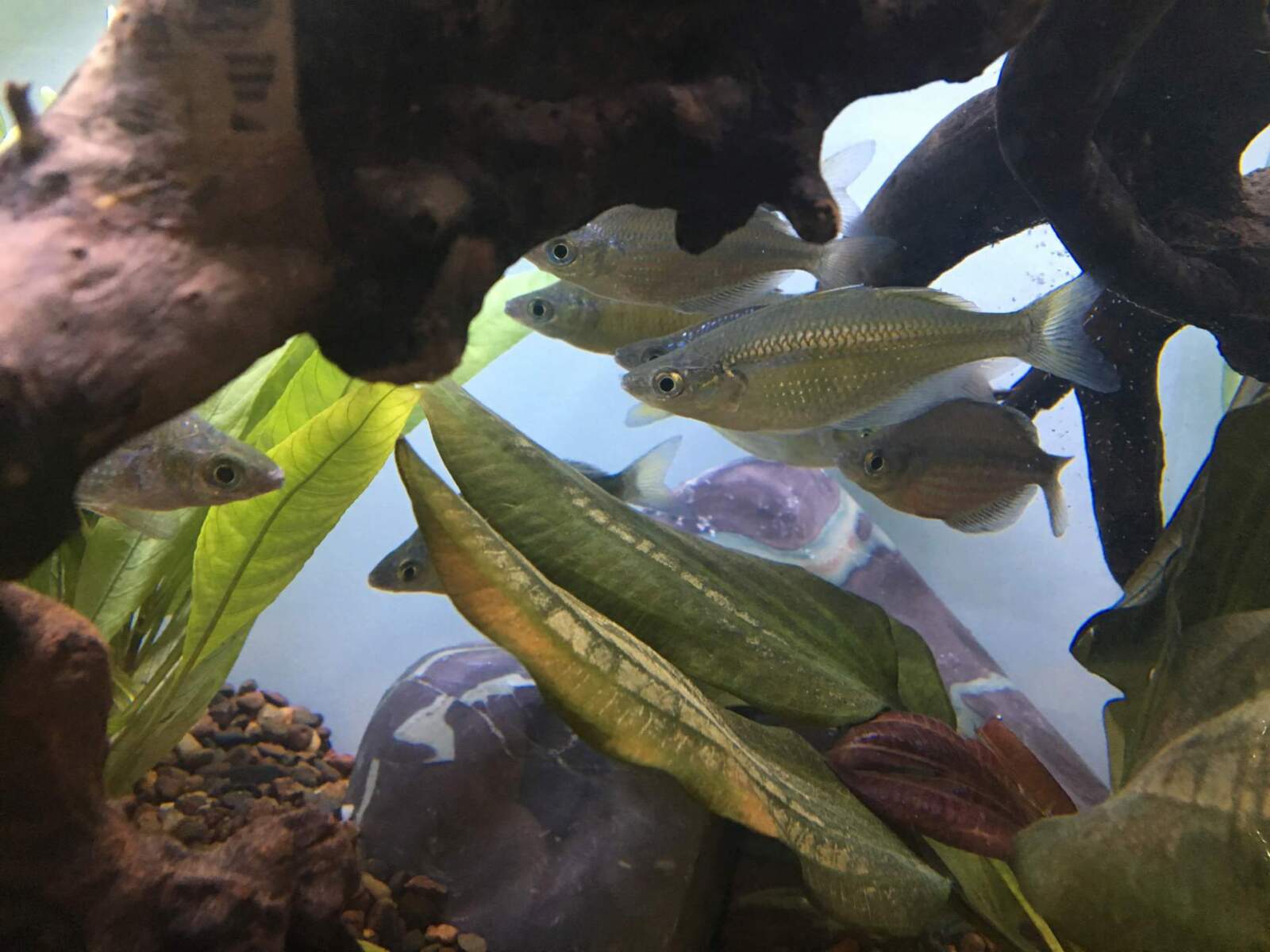 New Fish Habitat