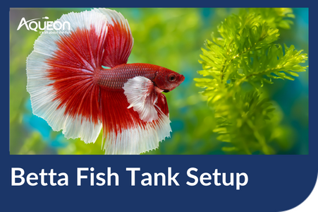 An ideal set up for a betta fish tank doesn't look like the fancy containers you see at the local pet shop.