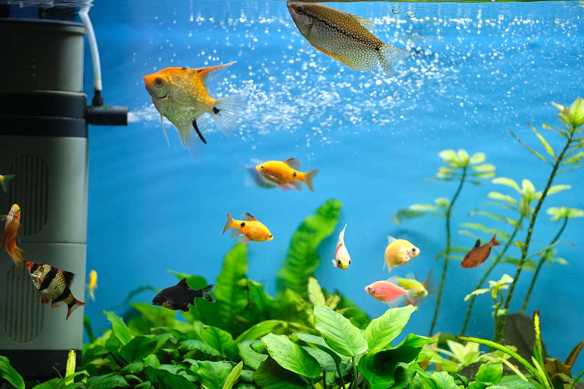 Caring for your aquarium's water goes a long way to helping keep your fish healthy and happy. 