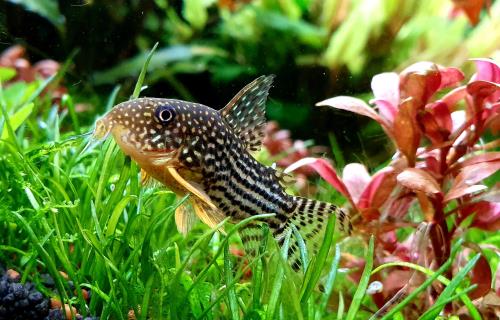 Best fish hotsell tanks for beginners