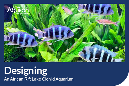 Aqueon Blog Designing An African Rift Lake Cichlid Aquarium