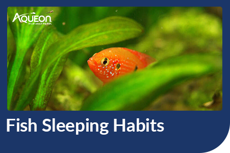 fish sleeping habits
