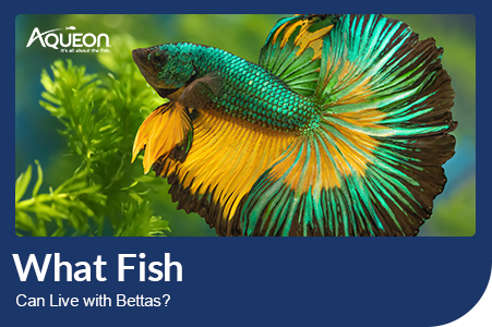 What Fish Can Live With Bettas?