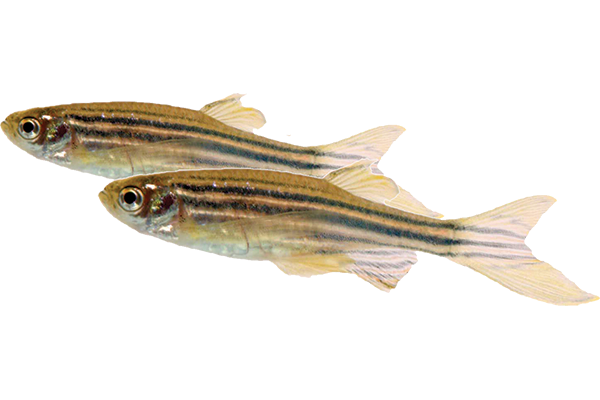 pair of zebra danios