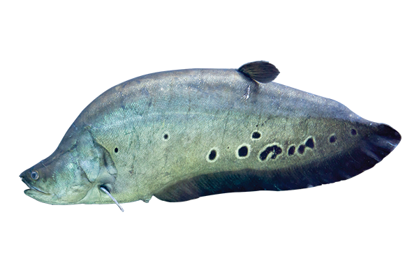 clown knife fish