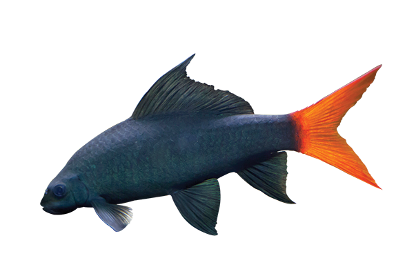 red fire tailed shark with a black body and red back tail