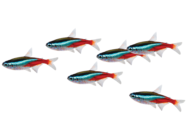 school of neon tetras